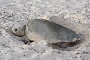 66- Une tortue caouanne vient pondre sur la plage